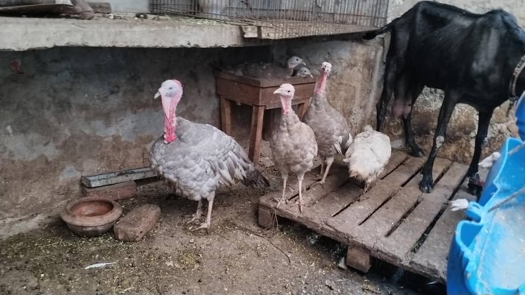 Turkey breader set 7