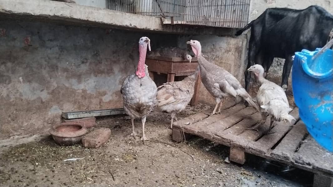 Turkey breader set 8