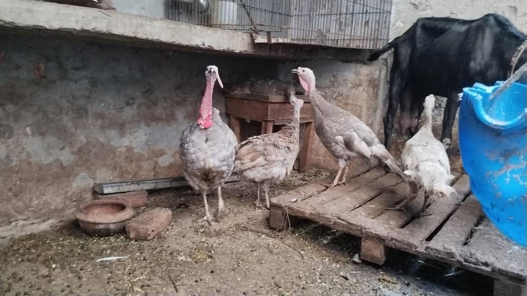 Turkey breader set 9