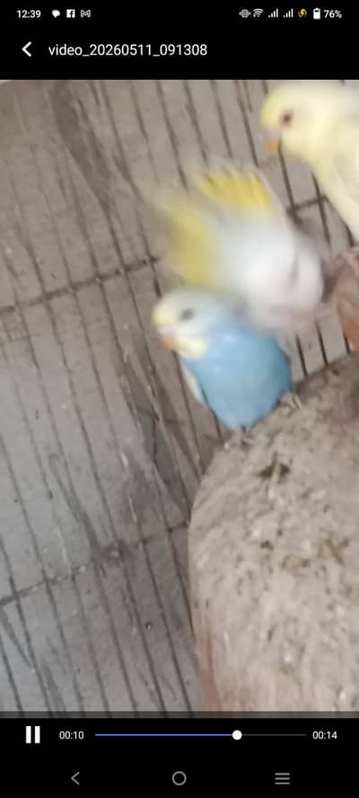 budgies for sale