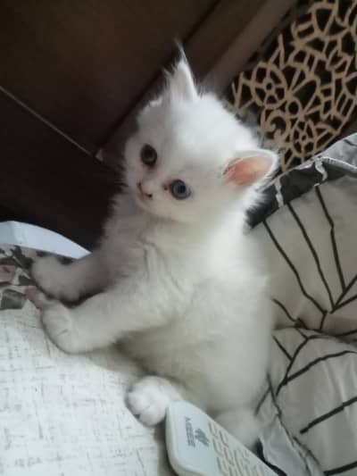 adorable persian white kittens