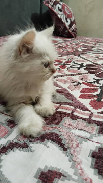 persion kittens