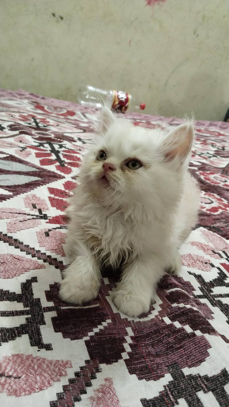 persion kittens 1
