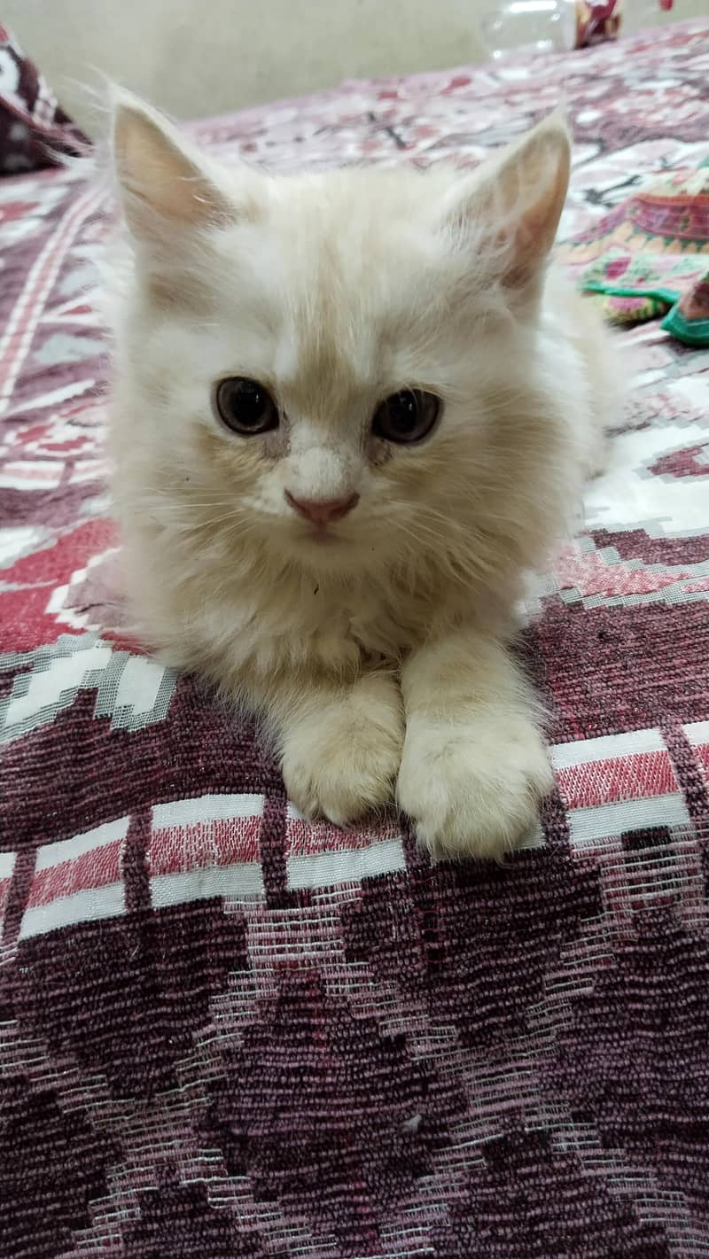 persion kittens 2