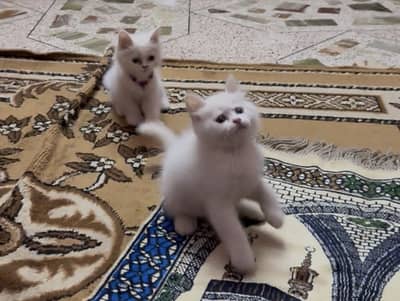 Persian kittens pairs