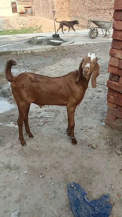 goats ghr ki pali ha active janwer ha sb. 03237612621
