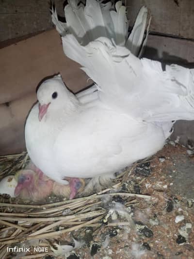 Indian fantail  Kabootar ka baredar  pair  ha