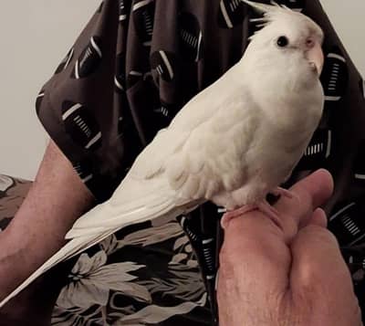 albino cockatiel male