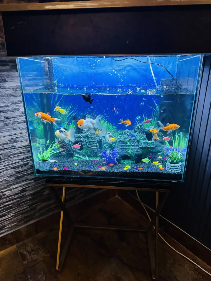 FISH PAIRS WITH AQUARIUM