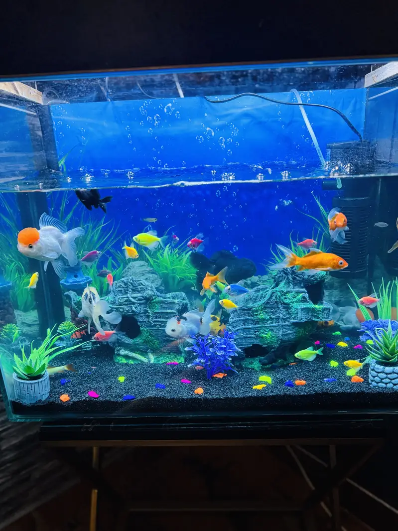 FISH PAIRS WITH AQUARIUM — photo 2