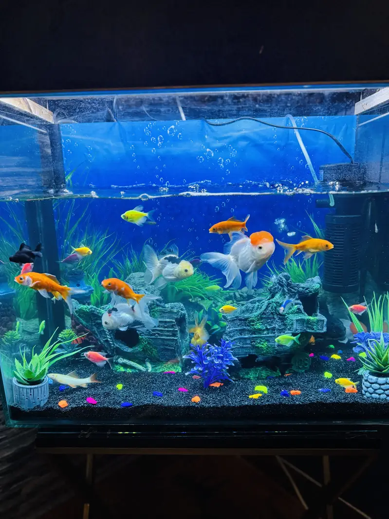 FISH PAIRS WITH AQUARIUM — photo 3