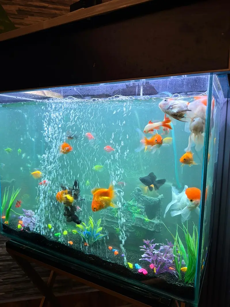 FISH PAIRS WITH AQUARIUM — photo 4