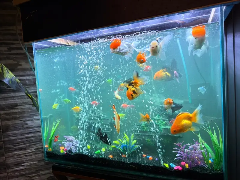 FISH PAIRS WITH AQUARIUM — photo 5
