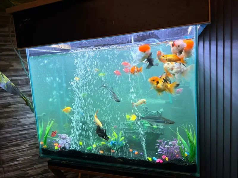 FISH PAIRS WITH AQUARIUM — photo 6