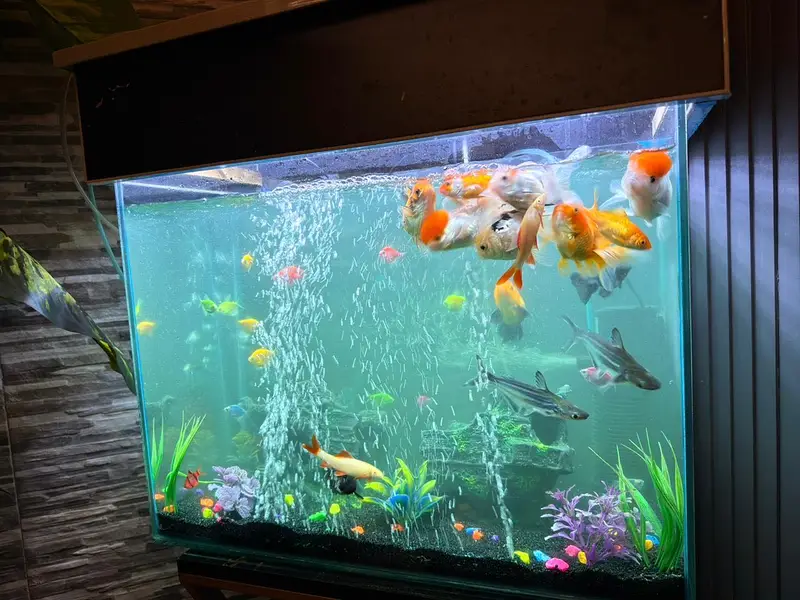 FISH PAIRS WITH AQUARIUM — photo 7