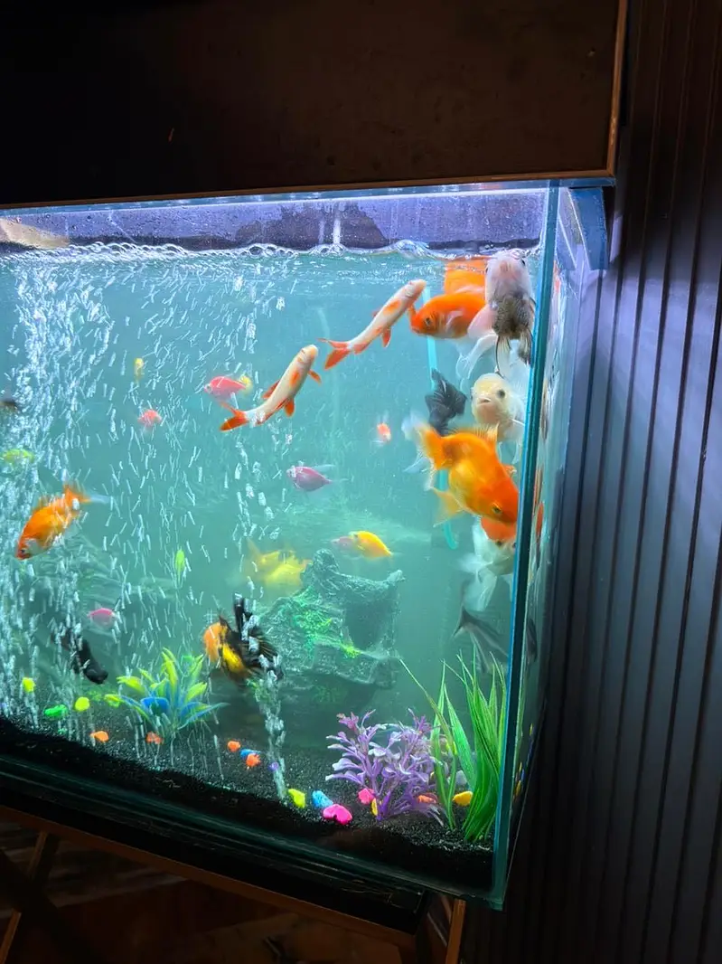 FISH PAIRS WITH AQUARIUM — photo 8