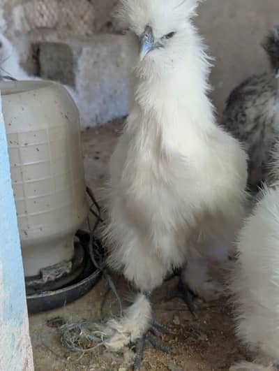 silky chiks available