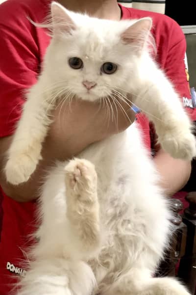 White Persian Kitten For Sale