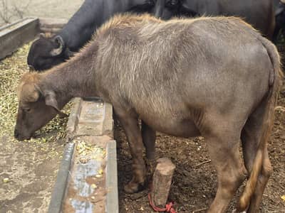 Buffalo for sale