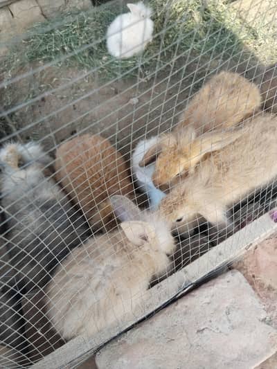 Rabbits