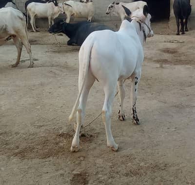 Healthy Fata Jangi Bull For Sale / 16 Months Old / Strong and active