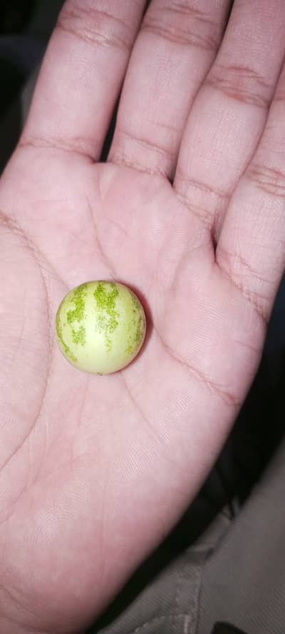 Mini rare fruit in Pakistan one piece