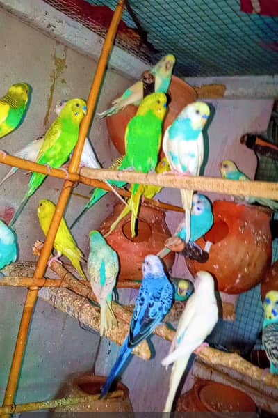 Budgie Breeder Pairs 100% Frtail Australian Parrot