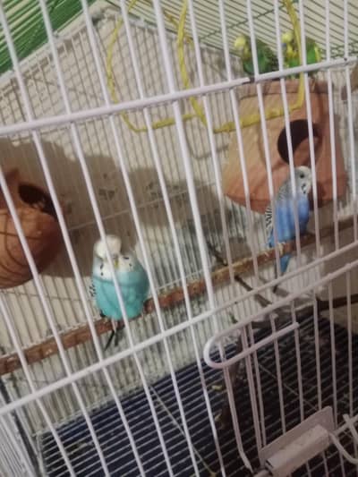 Australian Budgies Breeding Pair For Sale 