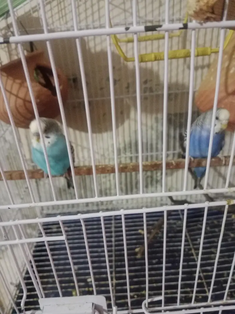 Australian Budgies Breeding Pair For Sale — photo 2