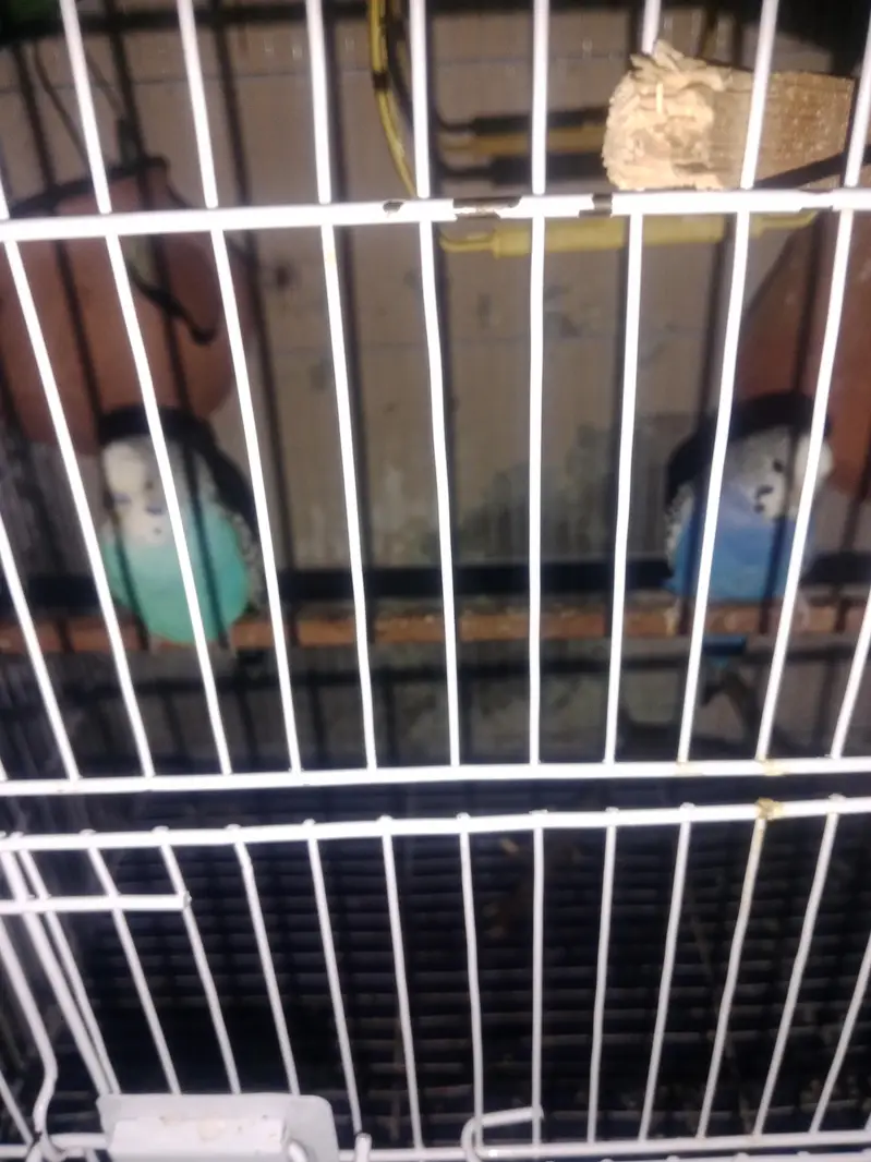 Australian Budgies Breeding Pair For Sale — photo 3
