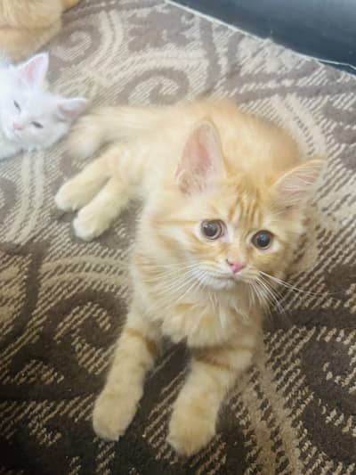 Persian kitten