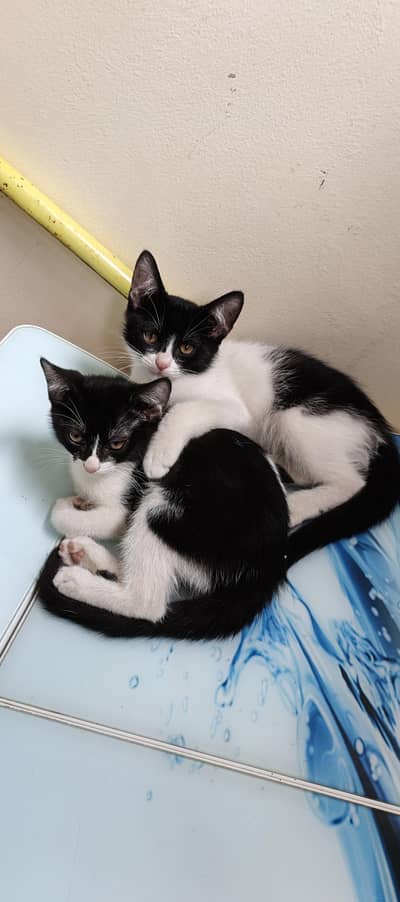 kittens for sale
