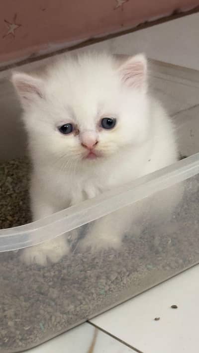 persian kittens for sale