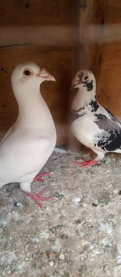 lahori sherazi and cross danish pair