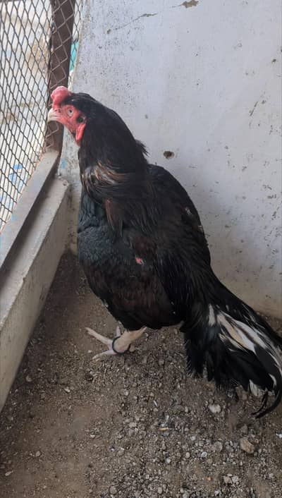 pure mianwali amroha cross breeder