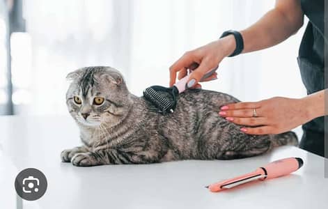 Cat grooming cutting trimming service or staying cat at my house