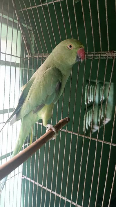 Green ringneck parrot female