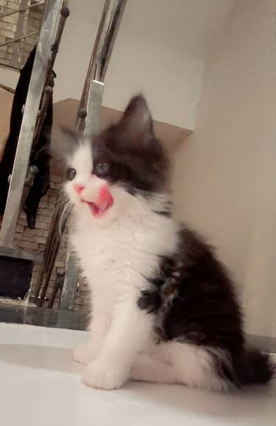 Cat with kitten