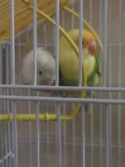 Lovebird Breeding Pair | Anday Dene Wali Jori