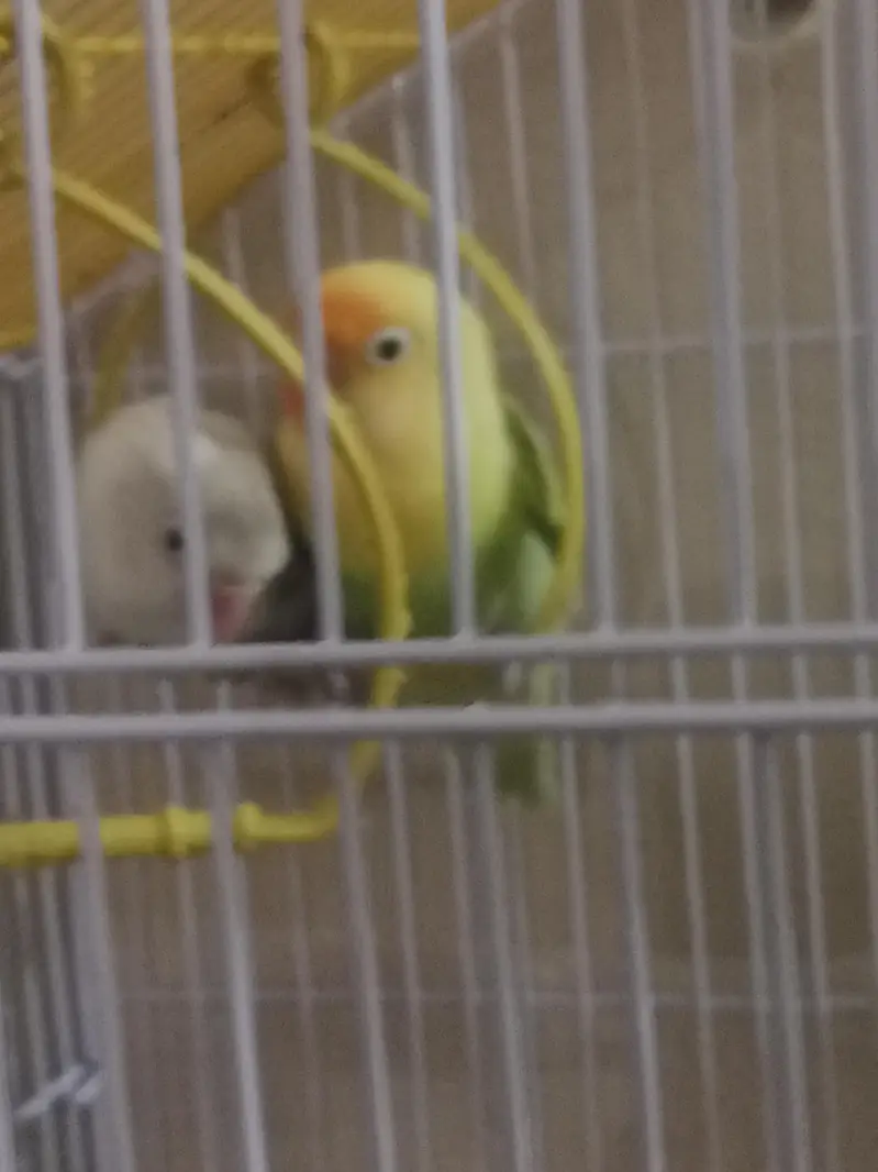 Lovebird Breeding Pair | Anday Dene Wali Jori — photo 2
