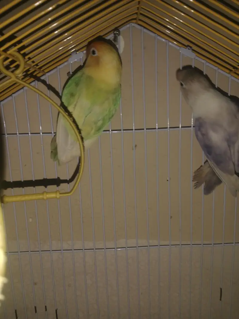 Lovebird Breeding Pair | Anday Dene Wali Jori — photo 3