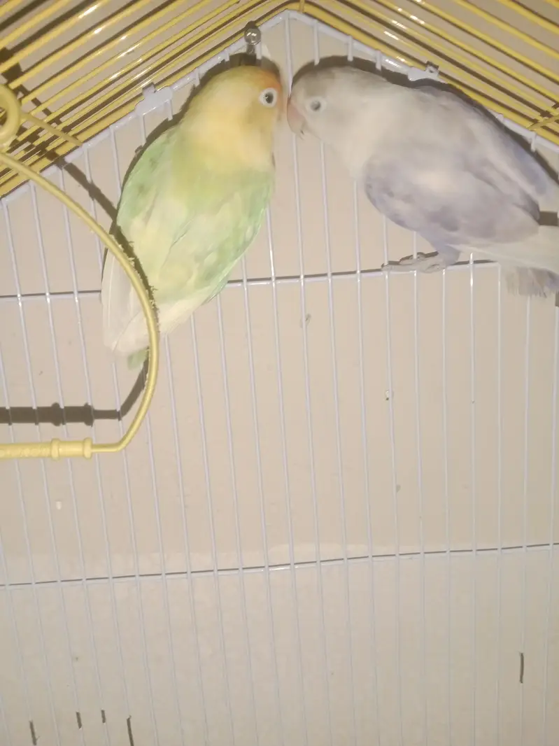 Lovebird Breeding Pair | Anday Dene Wali Jori — photo 4