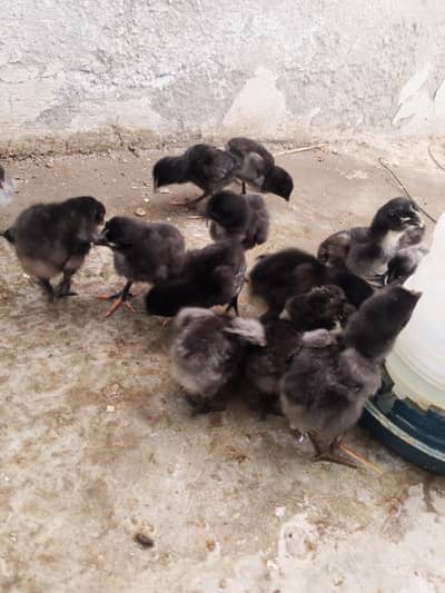 Thai dragon aseel chicks 03014237451 call me