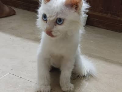 Turkish cat