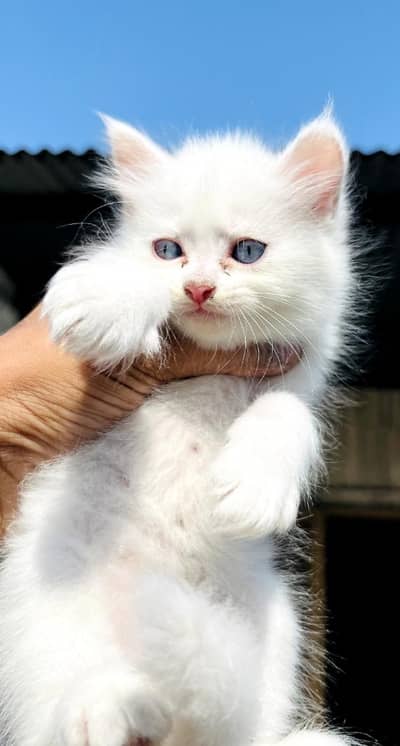 Triple coated blue eyes what's app: 0302-6247572