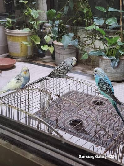 3 budgies for sale - 500 per piece