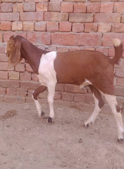 male bcha