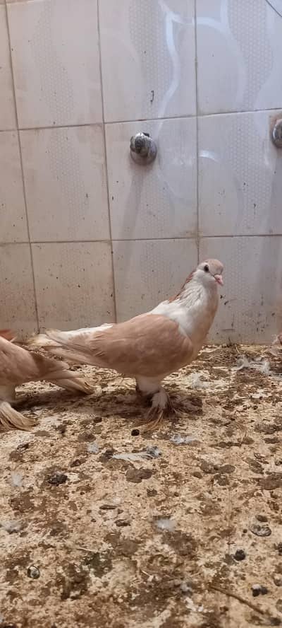 pigeon