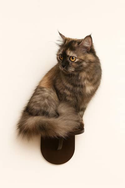 Cat Bed