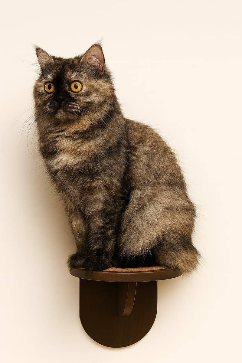 Cat Bed 6